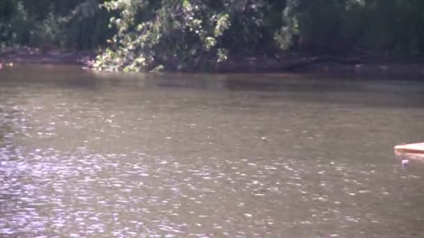 Kayaker en una parte aislada de un río (3 de 4 ) — Vídeo de stock