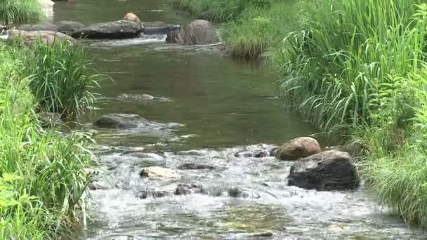 Een klein riviertje in een park — Stockvideo