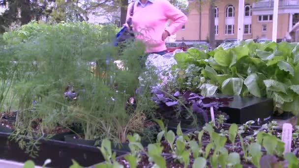 Shopper beim Gang durch frisches Gemüse auf einem Outdoor-Markt (1 von 2) — Stockvideo