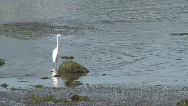 Egret pairando na água (1 de 2 ) — Vídeo de Stock