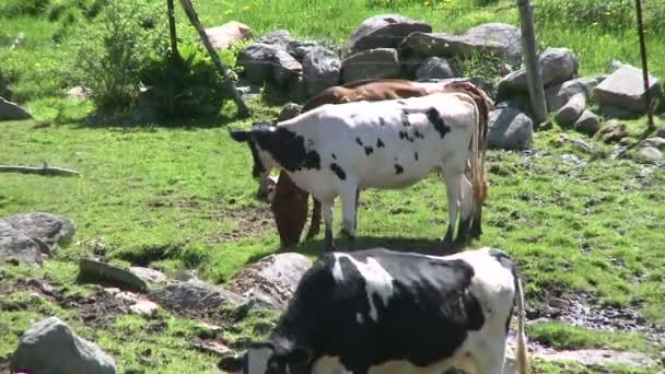 Vacas pastando em pastagens rochosas (2 de 4 ) — Vídeo de Stock