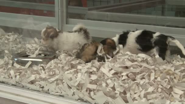 Filhotes em uma loja de animais de estimação (4 de 4 ) — Vídeo de Stock