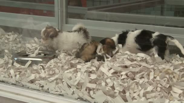 Chiots dans une animalerie (4 de 4 ) — Video