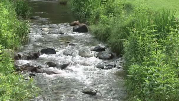 Een klein riviertje in een park — Stockvideo