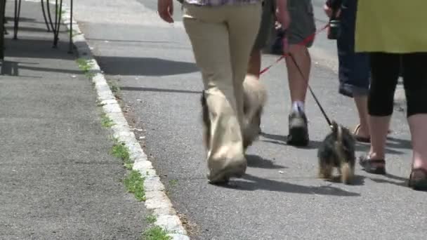Два человека выгуливают своих собак по тротуару — стоковое видео
