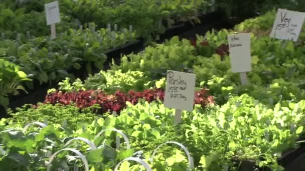 Herbs and produce for sale (2 of 4) — Stock Video