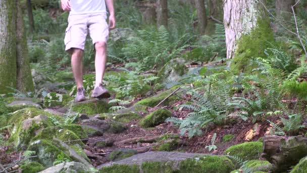 Samambaias entre as árvores em uma floresta (2 de 3 ) — Vídeo de Stock