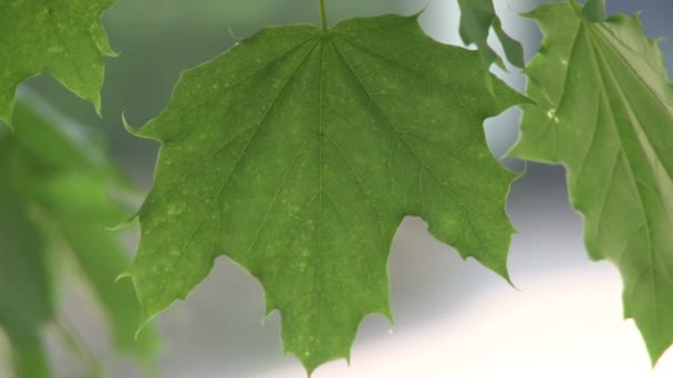 Close up of green Leaves (4 de 4 ) — Video