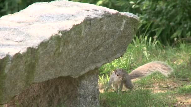 Eekhoorn graaien door het bos (3 van 4) — Stockvideo