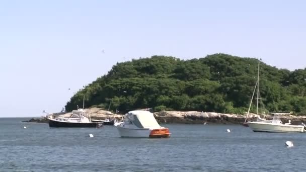 A small tree lined island with boats moored in front (3 of 3) — Stock Video