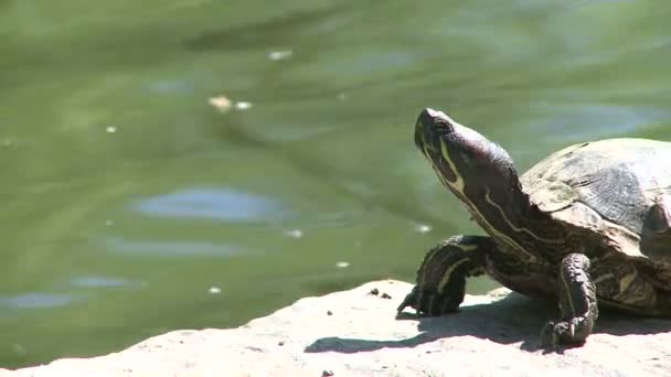 Small turtle enjoying the water (4 of 6) — Stock Video