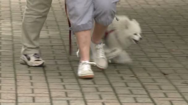 Gente paseando pequeño perro blanco en una piedra empedrada pasarela — Vídeo de stock