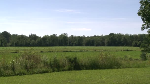 Looking out over field (1 of 4) — Stock Video