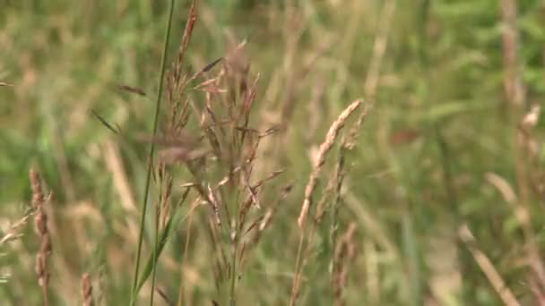 A close up van veld gras — Stockvideo