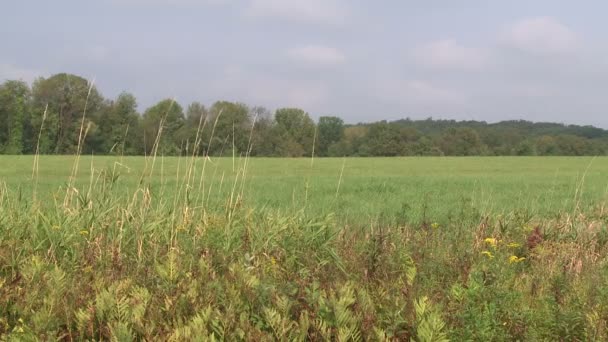 Mirando a través de un campo de hierba (2 de 2 ) — Vídeo de stock