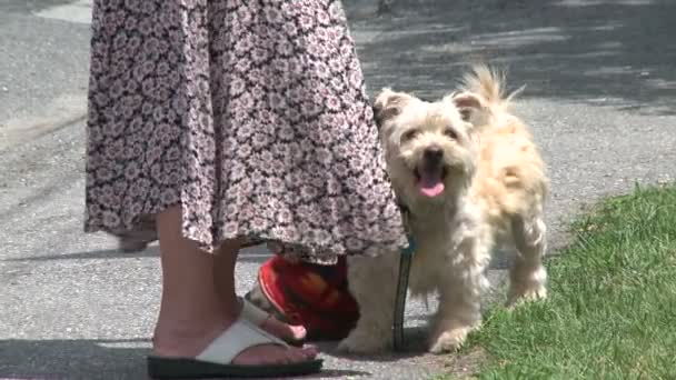 Una mujer con un perro con una correa de pie a sus pies jadeando (2 de 2 ) — Vídeo de stock