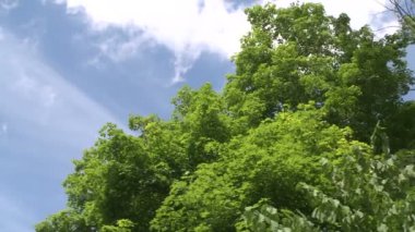 Mavi gökyüzü ve beyaz kabarık bulutlar (1 / 2 için ağaçlar üzerinde seyir)