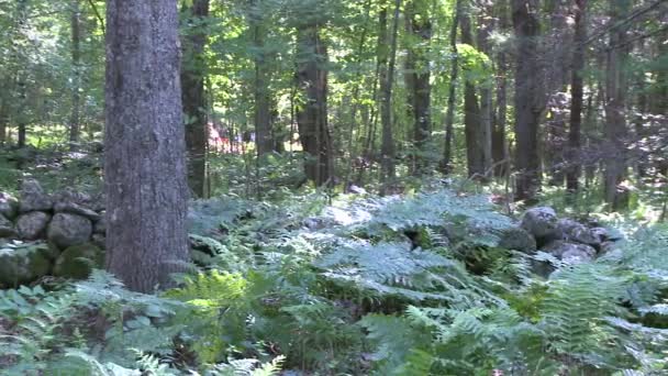 Stone wall and ferns in park (2 de 2 ) — Video