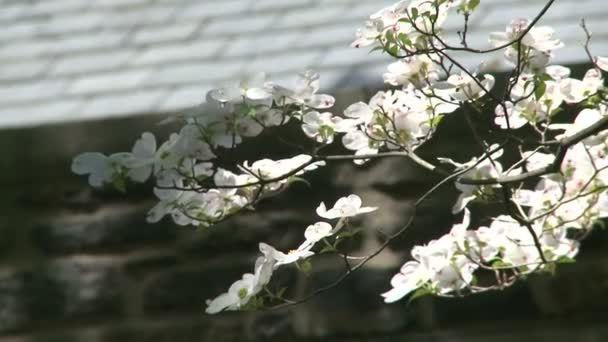 沿石墙的花朵 (1 的3) — 图库视频影像