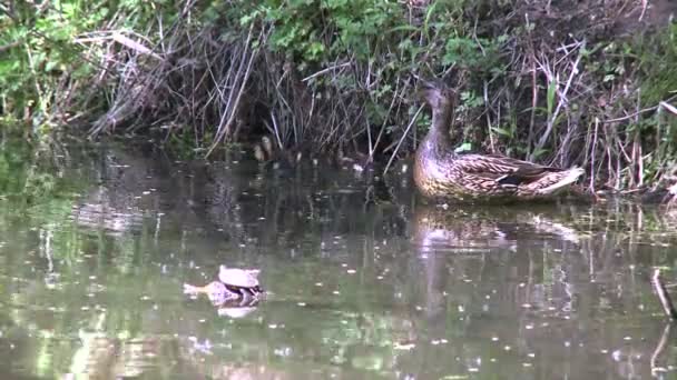 Anne ve ördek yavrusu (2 / 6) — Stok video