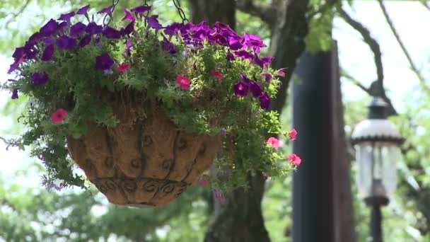 Hängande BLOMSTERKORG längs trottoaren. — Stockvideo