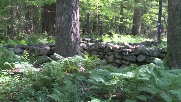 Árboles junto a la pared de piedra (1 de 2 ) — Vídeos de Stock