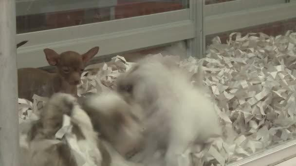 Κουτάβια σε έναs κατοικίδιο ζώο κατάστημα (1 από 4) — Αρχείο Βίντεο