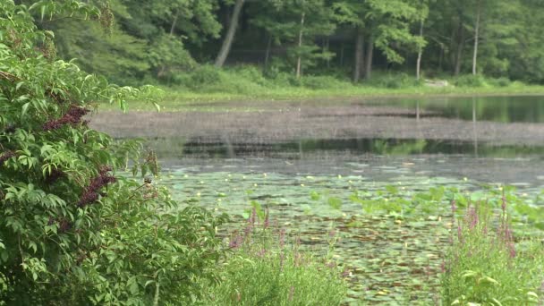 Un pequeño lago en un parque. (2 de 3 ) — Vídeo de stock