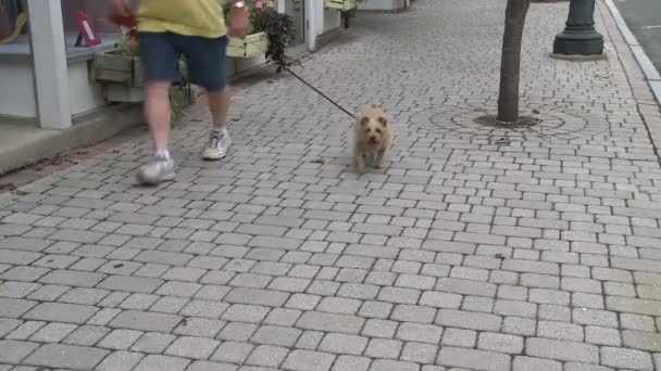 Una persona paseando a su perro en el centro. (2 de 3 ) — Vídeo de stock