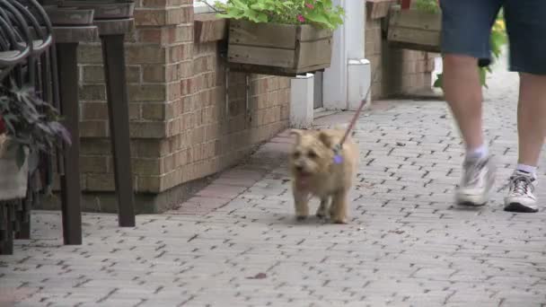 Человек, выгуливающий собаку в центре города. (1 of 3) ) — стоковое видео