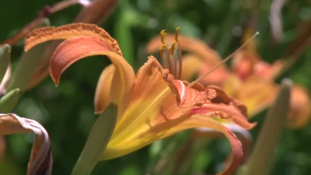 Orange flower (1 of 2) — Stock Video