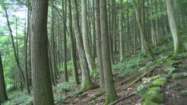 Arbres forestiers en légère amélioration (1 de 3 )