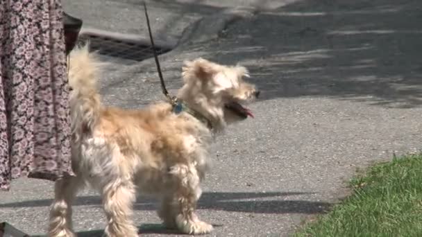 Una mujer con un perro con una correa de pie a sus pies jadeando (1 de 2 ) — Vídeo de stock