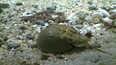 At nalı yengeci (3 / 5)