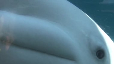 Bir beyaz balina (2 / 3 ile yakın)