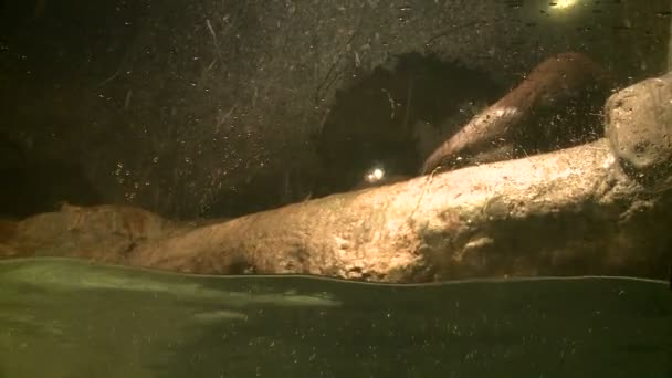 Verspielte Fischotter schwimmen im Zoo — Stockvideo