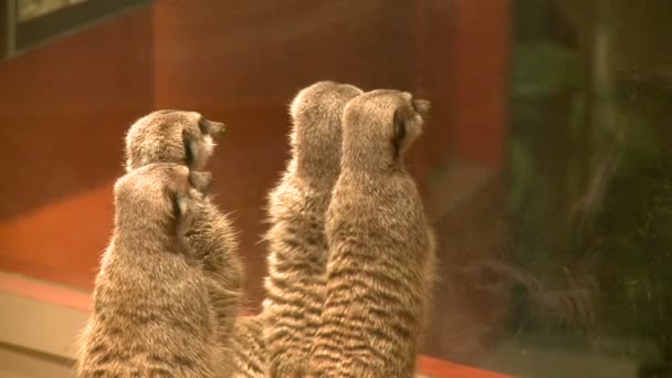 Nyfiken meerkats i zoo — Stockvideo