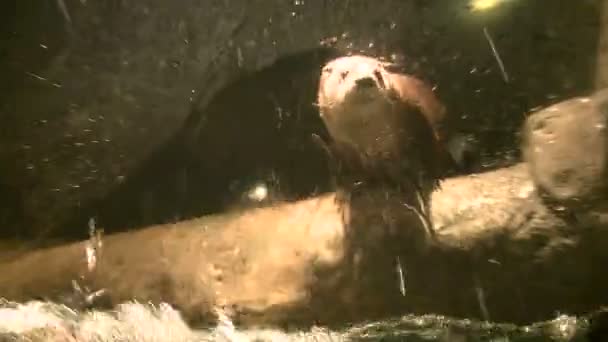 Verspielte Fischotter schwimmen im Zoo — Stockvideo