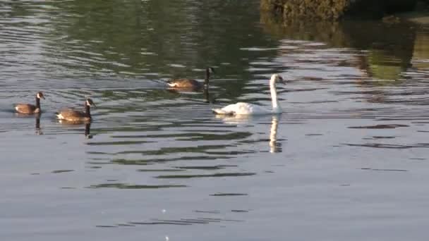 Zwaan en ganzen zwemmen in water — Stockvideo