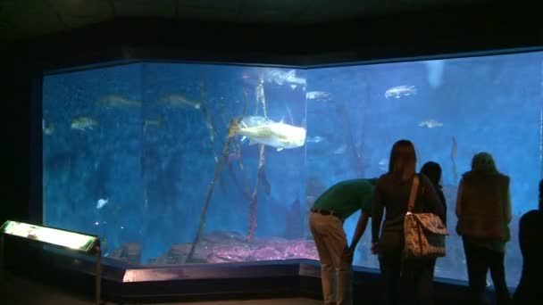 Mensen genieten van grote aquarium — Stockvideo
