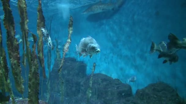 Majestuosa vida acuática — Vídeos de Stock