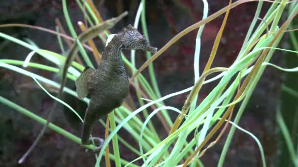 Onderzeese flora en fauna (15 van 28) — Stockvideo