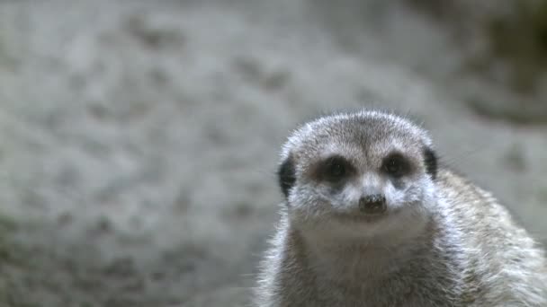 Curious meerkats in zoo — Stock Video