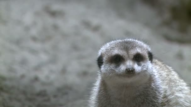 Nieuwsgierig stokstaartjes in dierentuin — Stockvideo