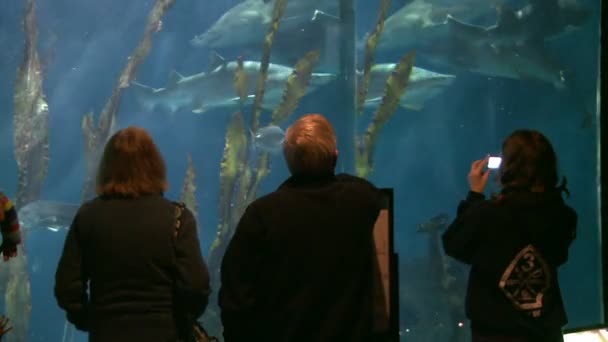 People enjoying big aquarium — Stock Video