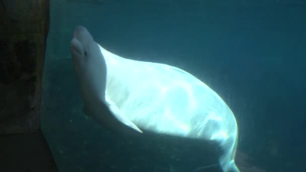 Up-close with a Beluga Whale (1 of 3) — Stock Video