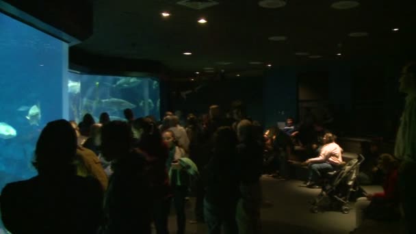 People enjoying big aquarium — Stock Video