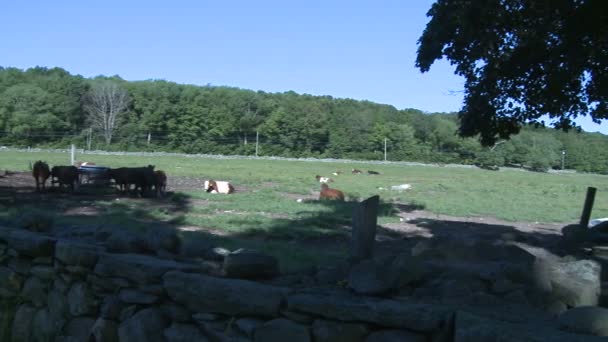 Vacas que pastam em pastagens (8 de 9 ) — Vídeo de Stock