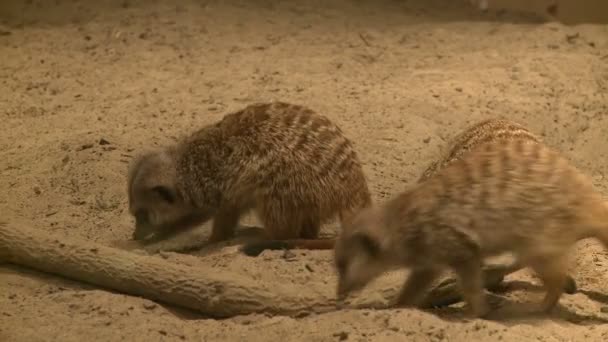 Nieuwsgierig stokstaartjes in dierentuin — Stockvideo