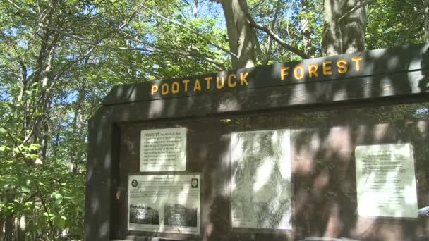 Pootatuck Forest (3 of 4) — Stock Video